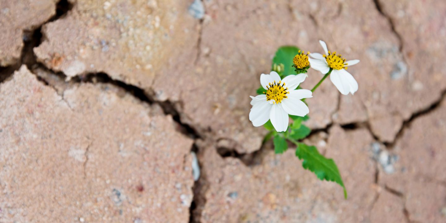 Marketing in 2020: how to survive, adapt and thrive