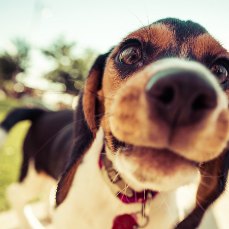 Close up of a puppy