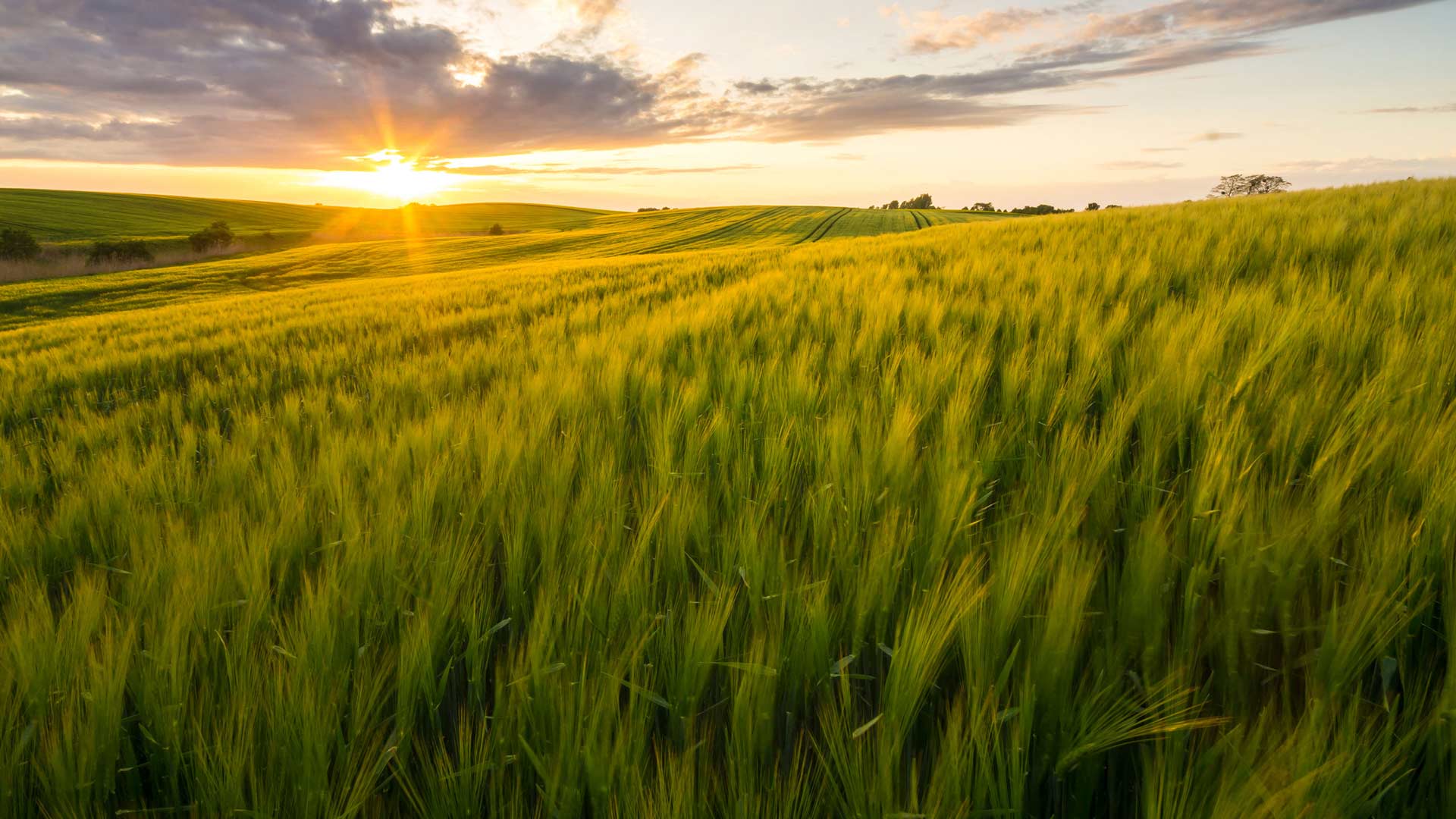 Bayer Crop Science