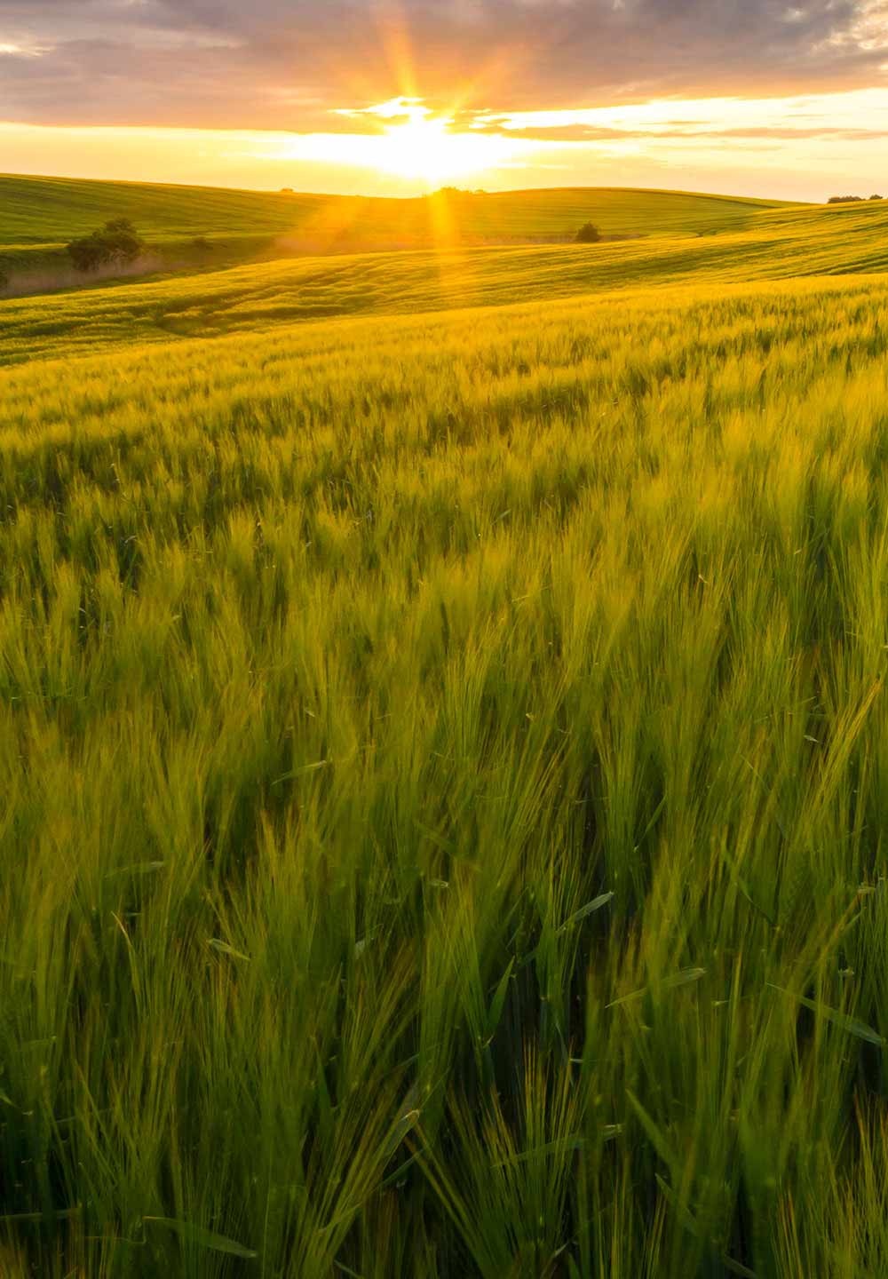 Bayer Crop Science