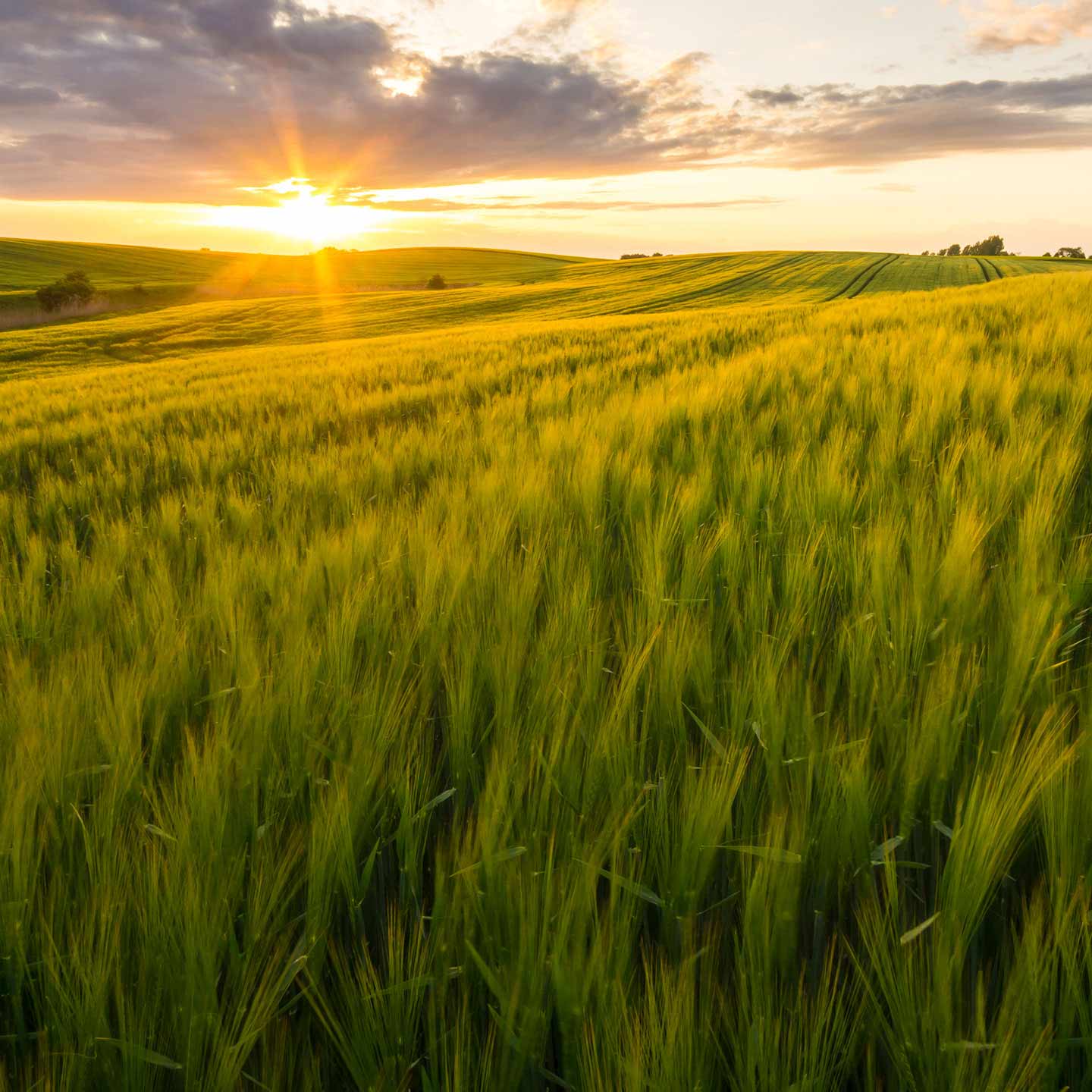 Bayer Crop Science