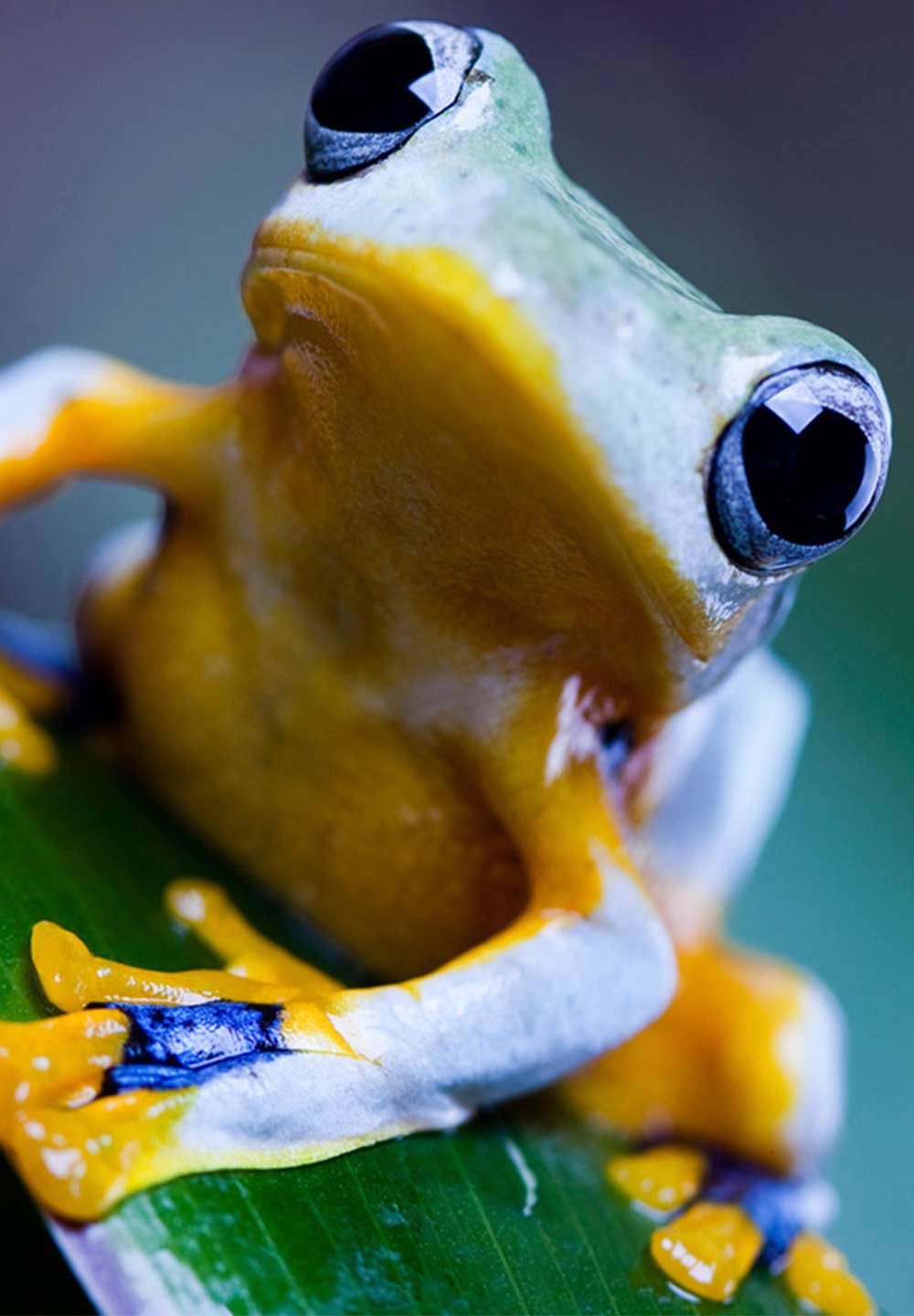 Frog Hero